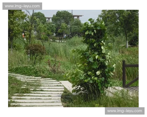 成为战队背后的智囊：英雄联盟分析师的职业魅力与入门之路